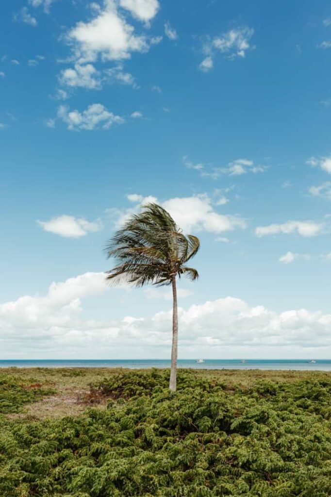 lone palm tree by the sea under blue sky Teso Elites Development Association - Teso Elites Development Association