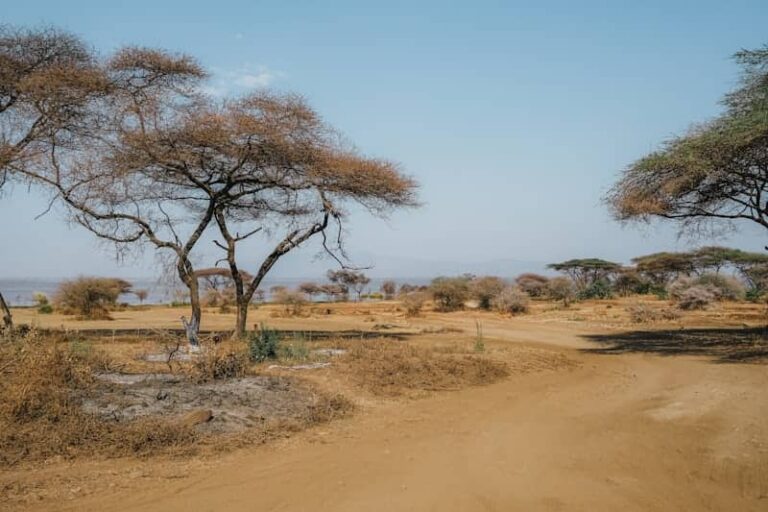 dry savannah landscape with acacia trees and dirt road Teso Elites Development Association - Teso Elites Development Association